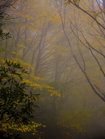 绿色的叶子的树木在森林的近距离照片
